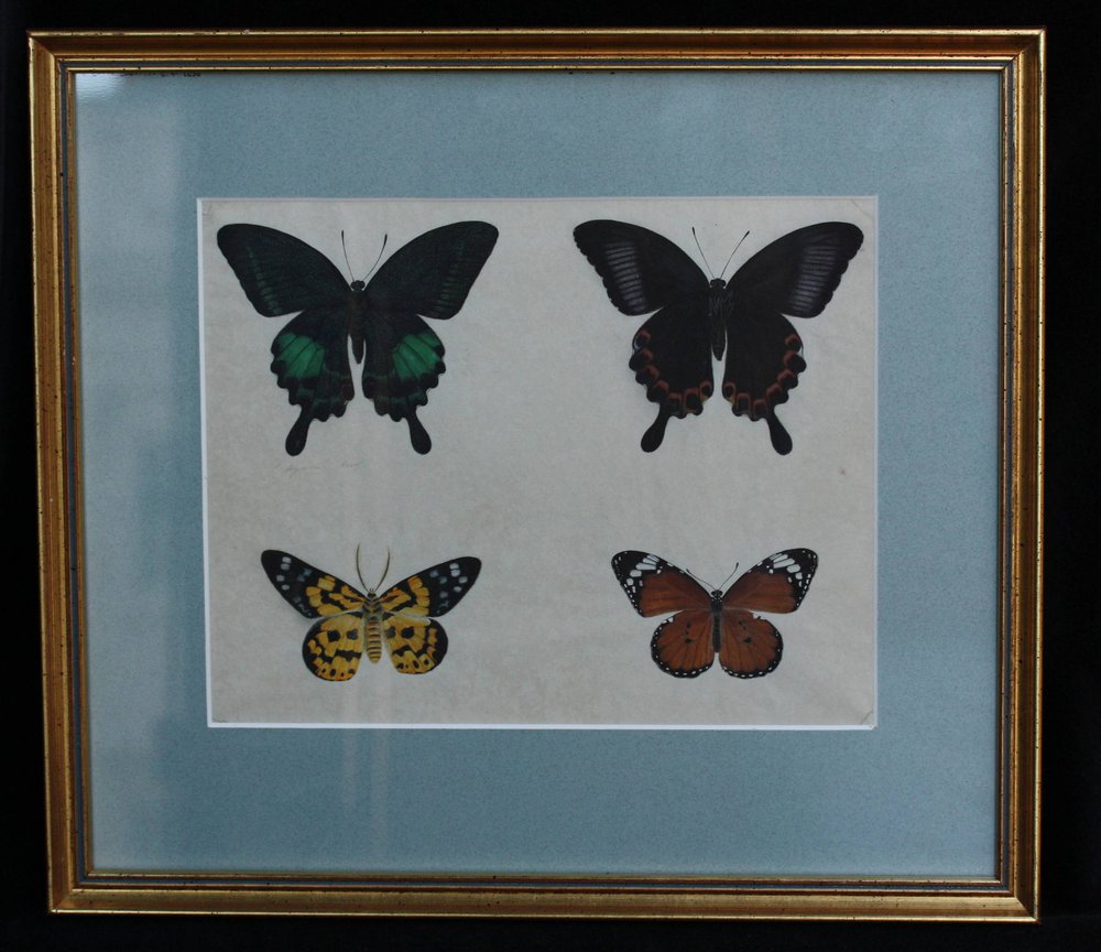 R81 School painting of four butterflies, circa 1820