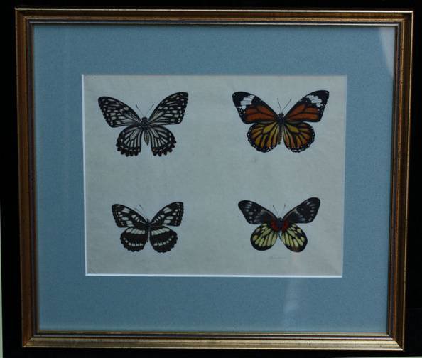 R82 School painting of four butterflies, circa 1820