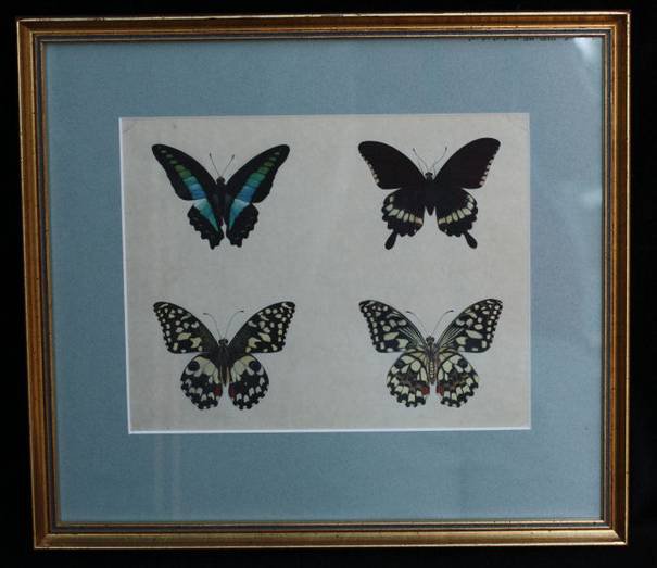 R83 School painting of four butterflies, circa 1820