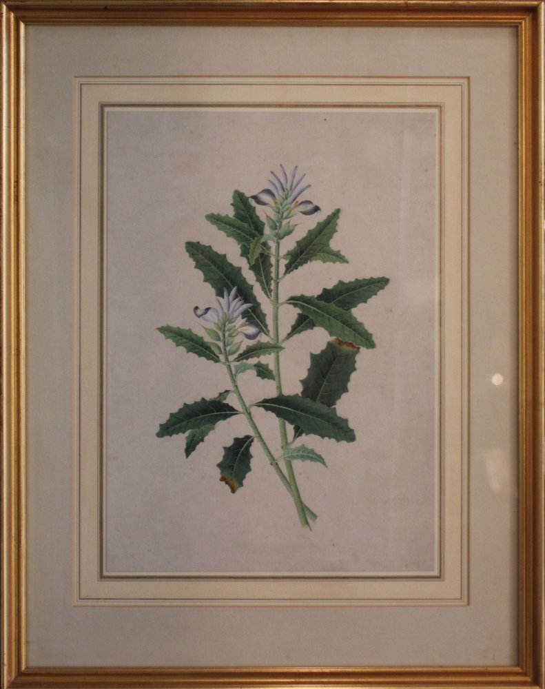 Y172 Botanical watercolour, depicting acanthus
