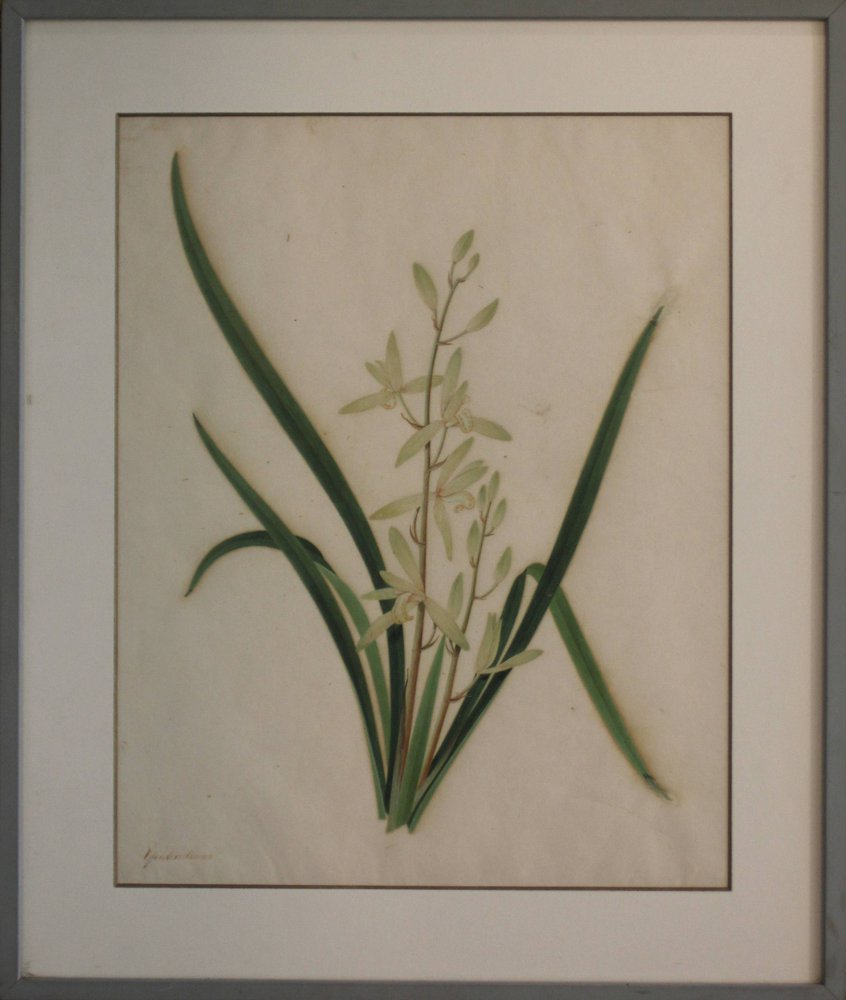 Y175 Botanical watercolour of Cymbidium