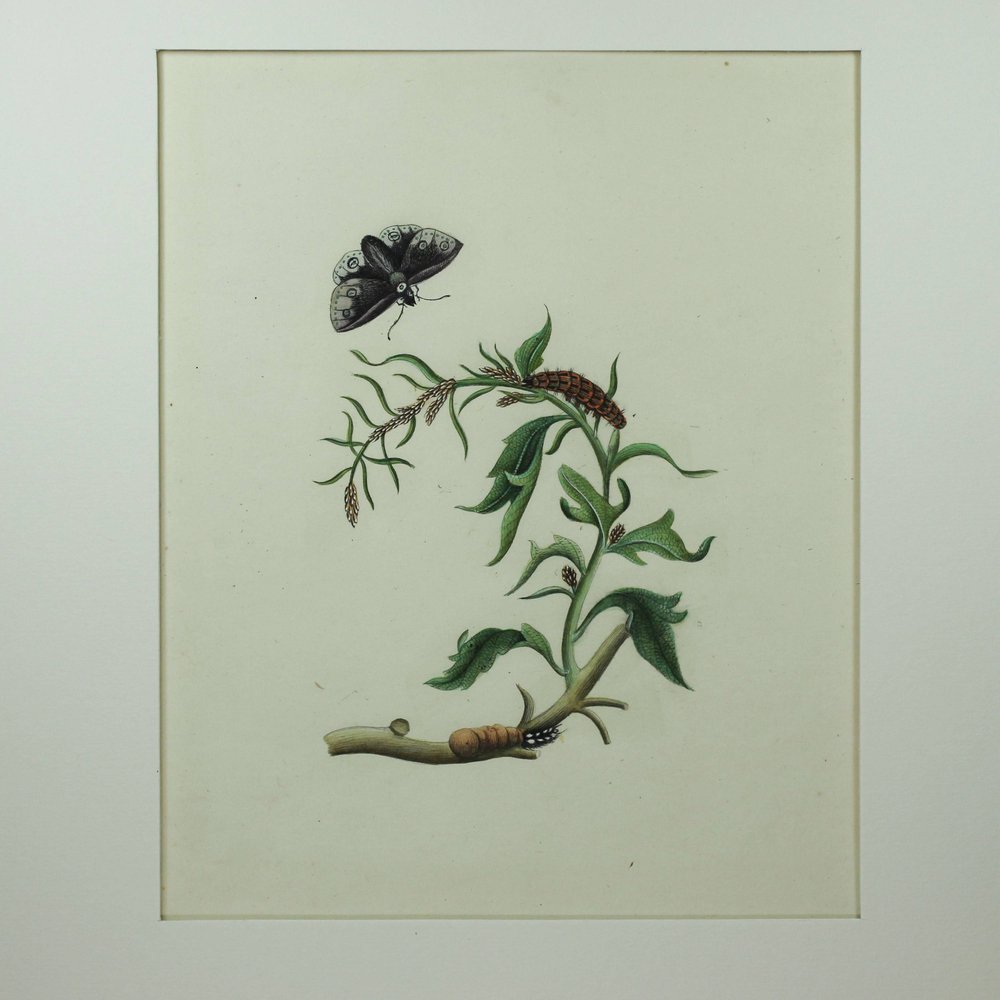 Y815 'Company School' botanical watercolour, 19th century