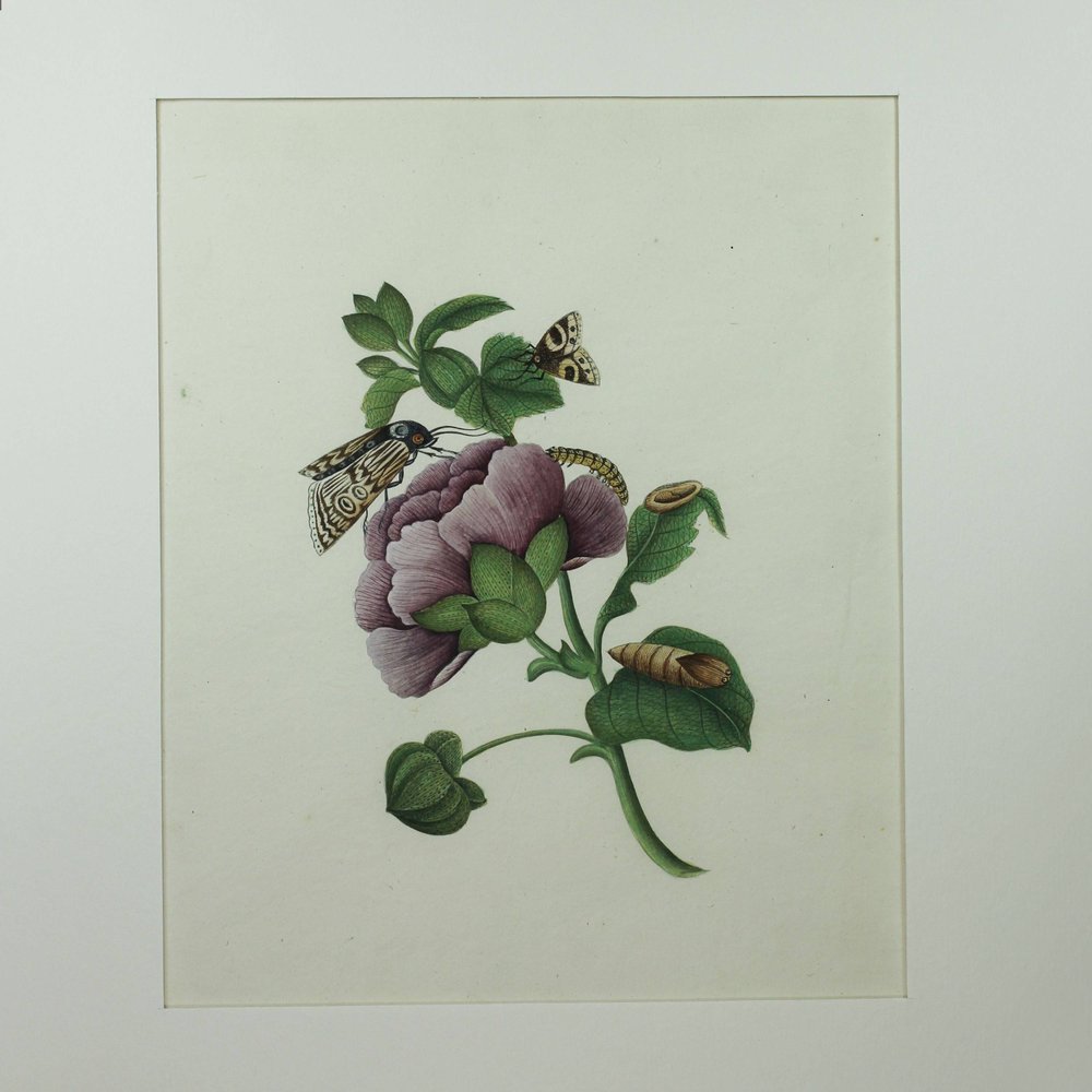 Y818 'Company School' botanical watercolour, 19th century