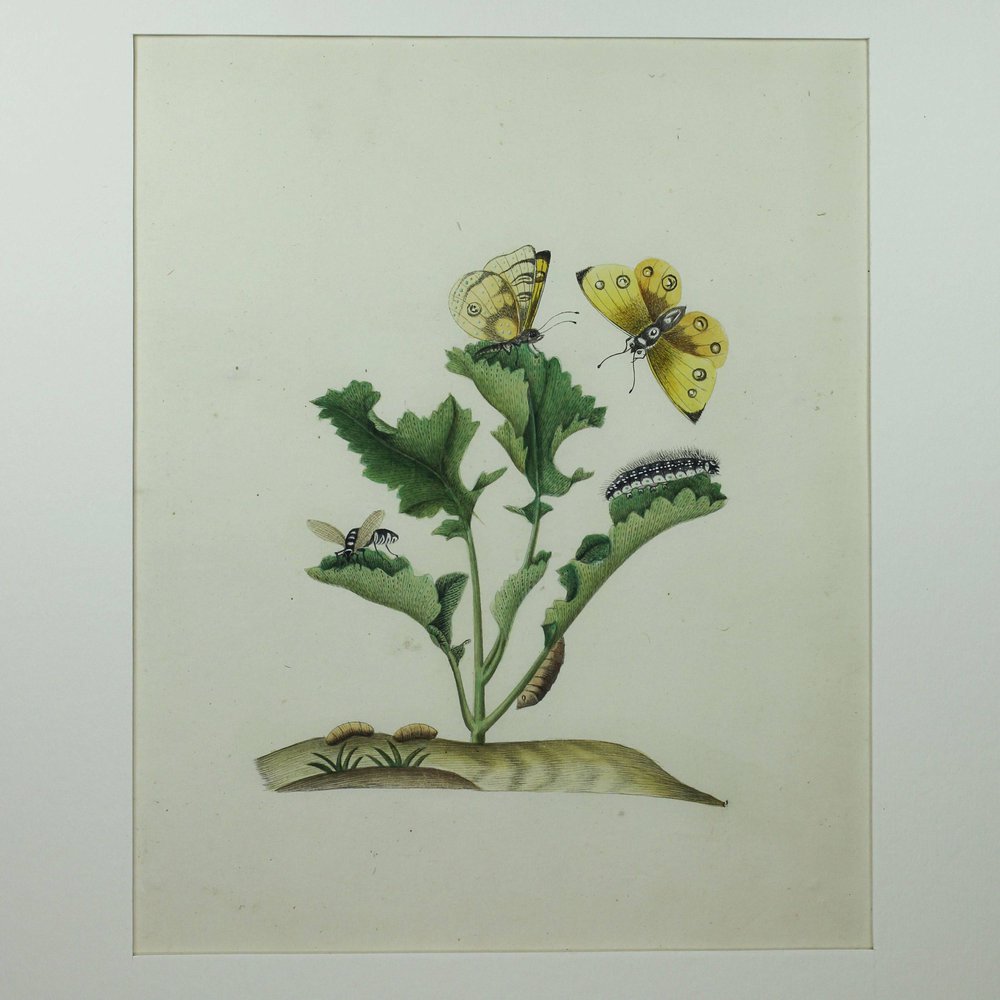 Y819 'Company School' botanical watercolour, 19th century