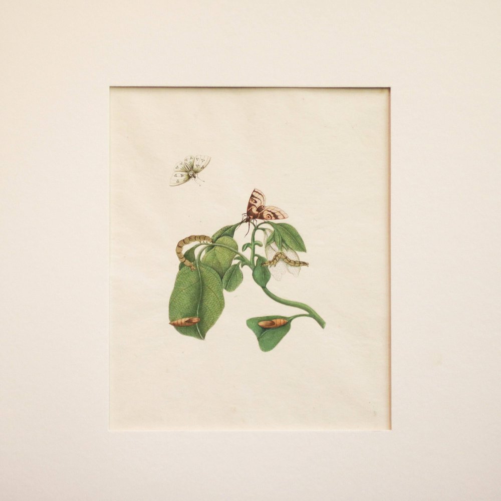 Y820 'Company School' botanical watercolour, 19th century